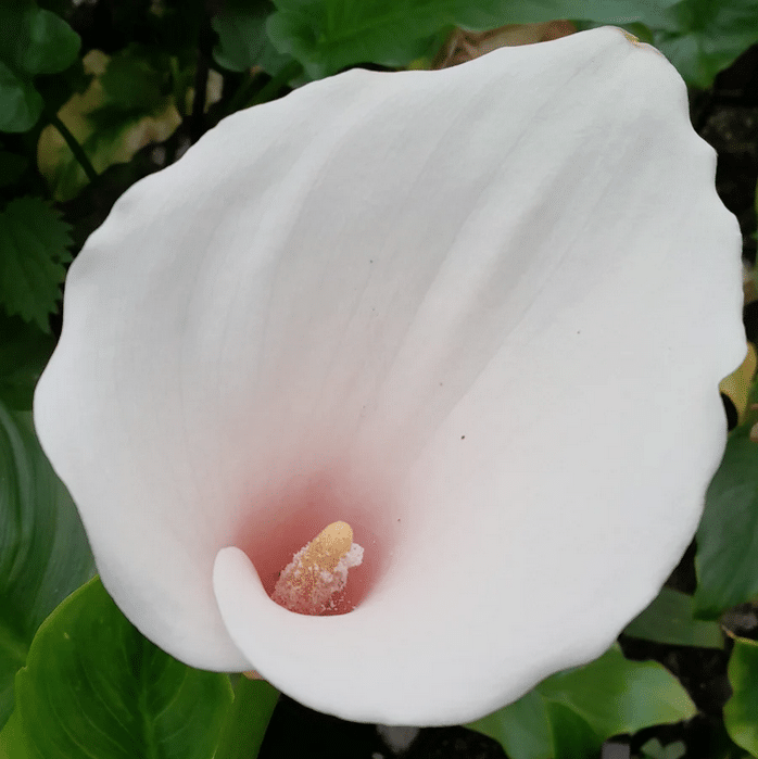 Water Lilies and Their Role in Aquatic Ecosystems